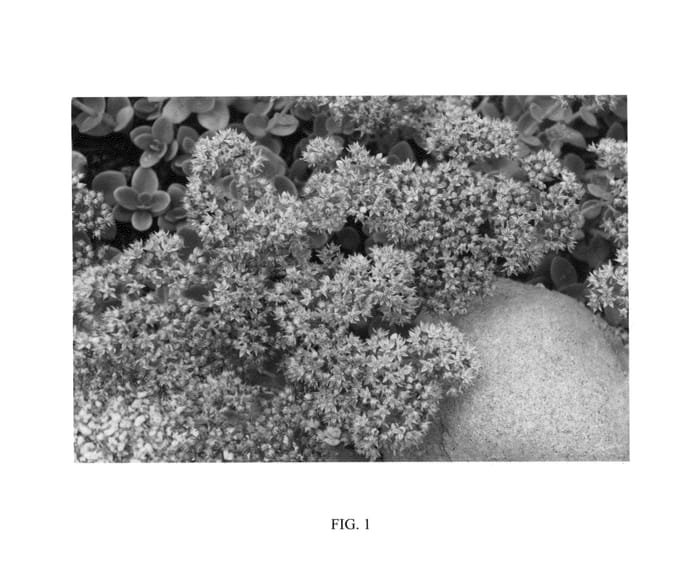 Figure 1 of US plant patent PP24632, the photograph of Lime Zinger printed in the patent.