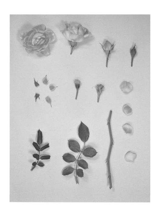 Figure 1 of US plant patent PP24633, the photograph of KORchakon printed in the patent.