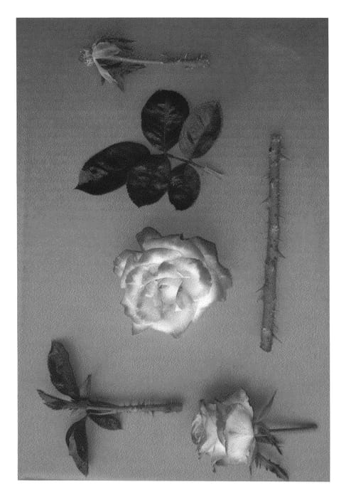 Figure 1 of US plant patent PP24634, the photograph of Flirty Girl printed in the patent.