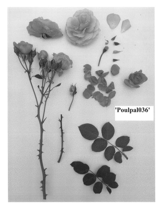 Figure 1 of US plant patent PP24635, the photograph of Poulpal036 printed in the patent.