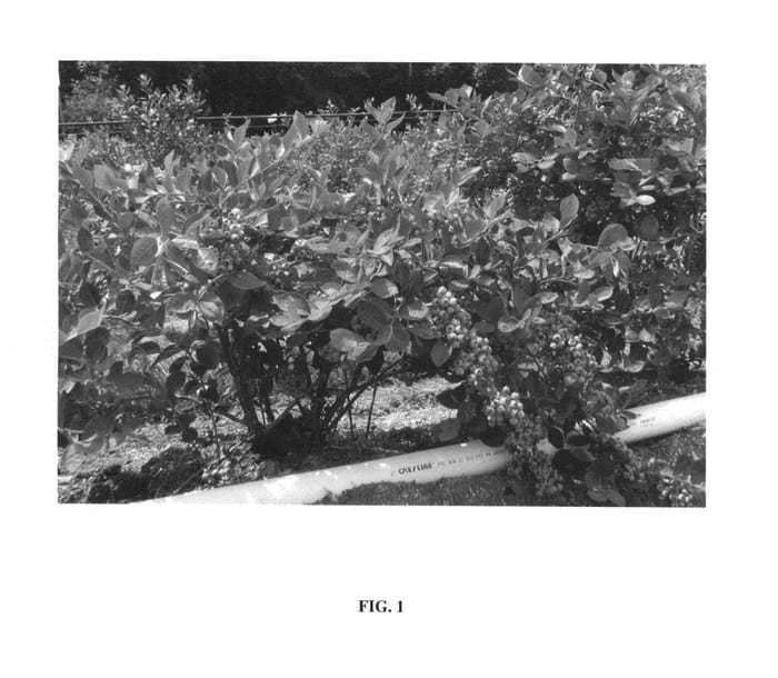 Figure 1 of US plant patent PP24636, the photograph of Blue Ribbon printed in the patent.