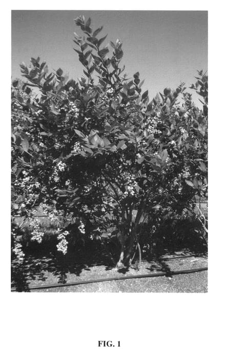 Figure 1 of US plant patent PP24637, the photograph of ZF05-196 printed in the patent.