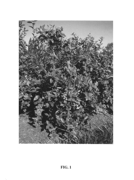 Figure 1 of US plant patent PP24638, the photograph of Clockwork printed in the patent.