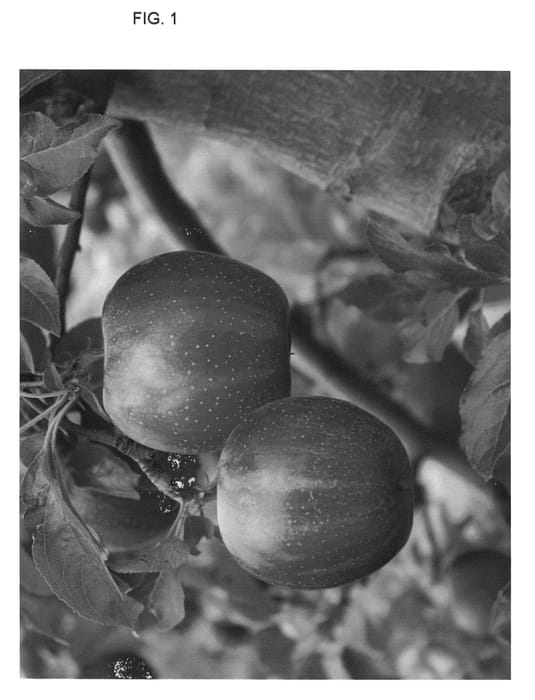 Figure 1 of US plant patent PP24639, the photograph of B. Thome Gala printed in the patent.