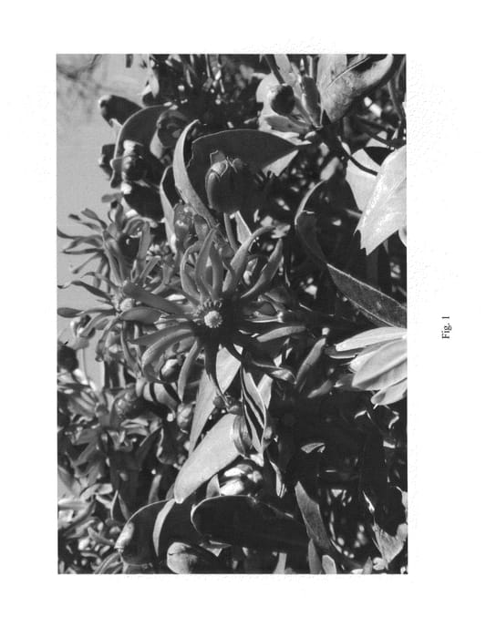 Figure 1 of US plant patent PP24640, the photograph of JCJC printed in the patent.