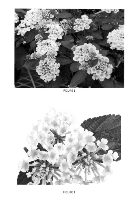 Figure 1 of US plant patent PP24641, the photograph of LANZ0004 printed in the patent.