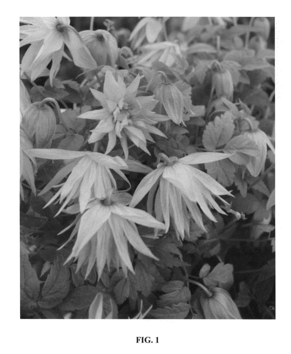 Figure 1 of US plant patent PP24642, the photograph of Zocoro printed in the patent.
