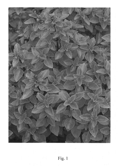 Figure 1 of US plant patent PP24643, the photograph of Habana printed in the patent.
