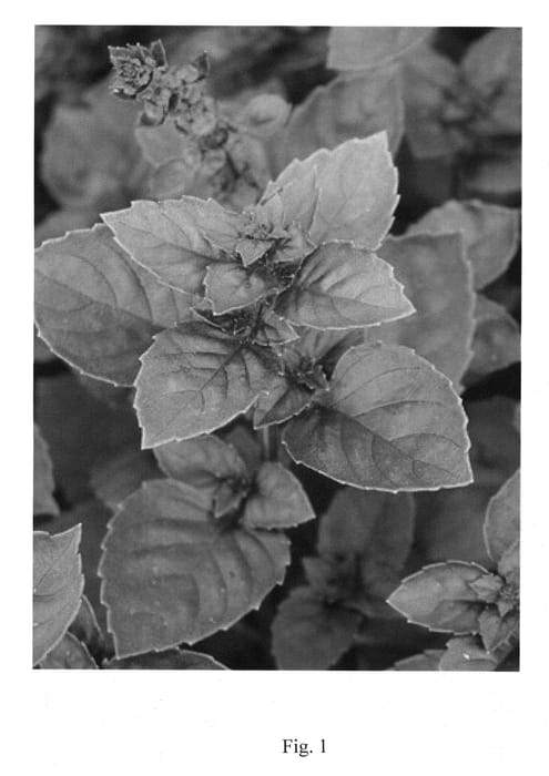 Figure 1 of US plant patent PP24644, the photograph of Dark Lady printed in the patent.