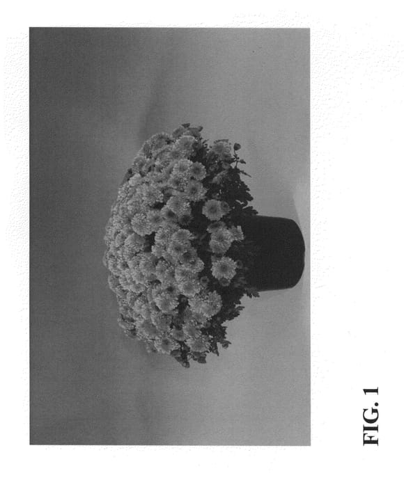 Figure 1 of US plant patent PP24645, the photograph of Zanmutumglow printed in the patent.