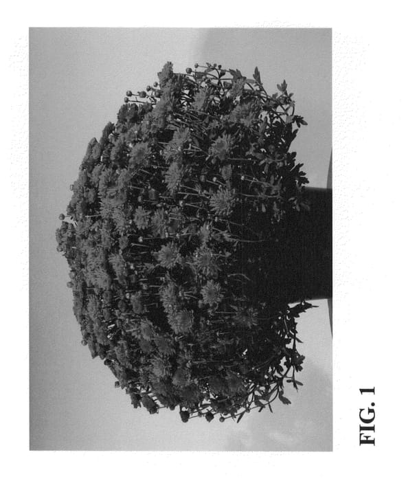 Figure 1 of US plant patent PP24646, the photograph of Zanmuryder printed in the patent.