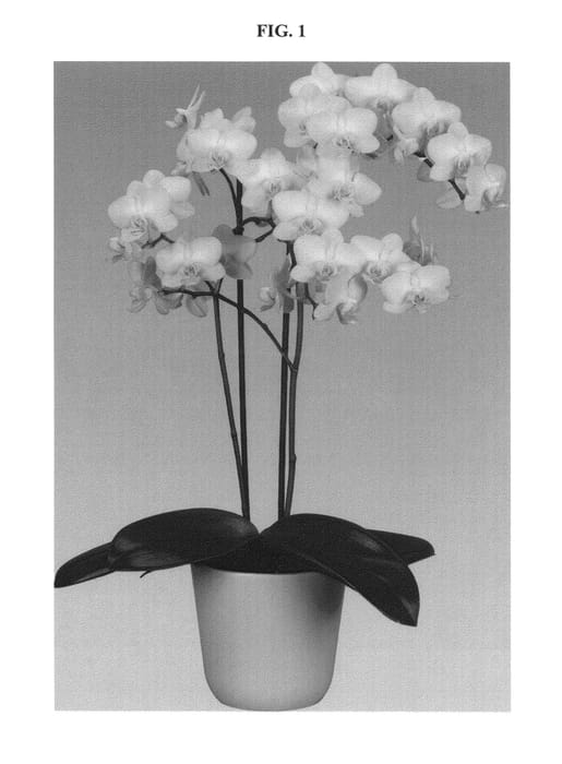 Figure 1 of US plant patent PP24647, the photograph of Ventura printed in the patent.