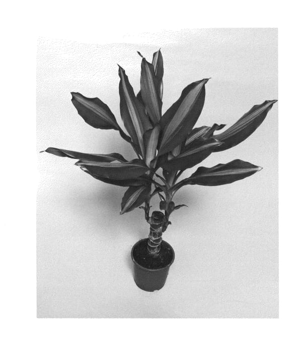 Figure 1 of US plant patent PP24648, the photograph of Mass Coast printed in the patent.