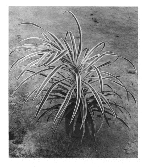 Figure 1 of US plant patent PP24649, the photograph of KKDR201205 printed in the patent.