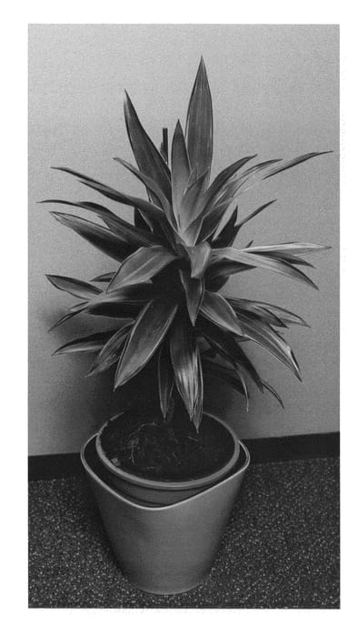 Figure 1 of US plant patent PP24650, the photograph of KKDR201206 printed in the patent.