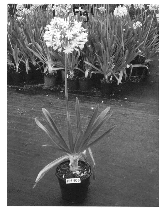 Figure 1 of US plant patent PP24651, the photograph of PMN06 printed in the patent.