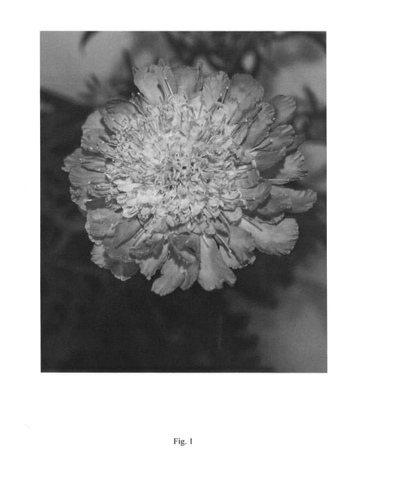 Figure 1 of US plant patent PP24652, the photograph of SGIBL01-0 printed in the patent.