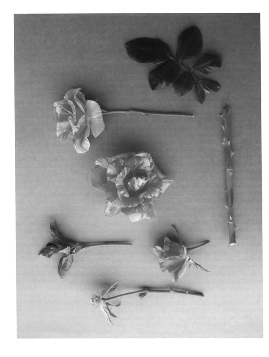 Figure 1 of US plant patent PP24653, the photograph of Party Hardy printed in the patent.