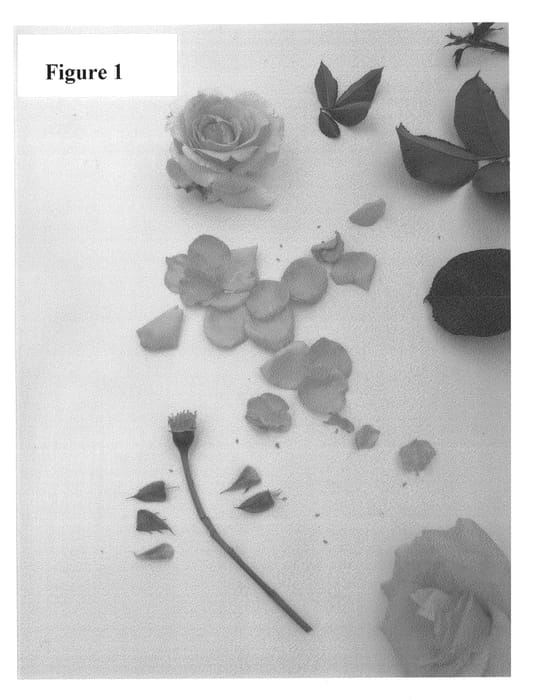 Figure 1 of US plant patent PP24654, the photograph of Poulpmt008 printed in the patent.