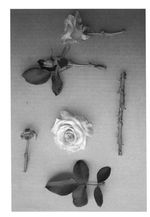 Figure 1 of US plant patent PP24655, the photograph of Velvet Orange printed in the patent.