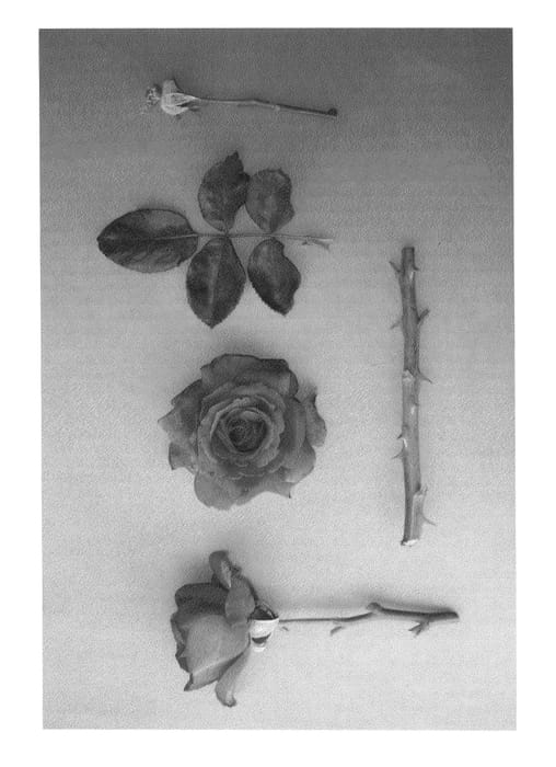Figure 1 of US plant patent PP24656, the photograph of J.C.'s Pride printed in the patent.