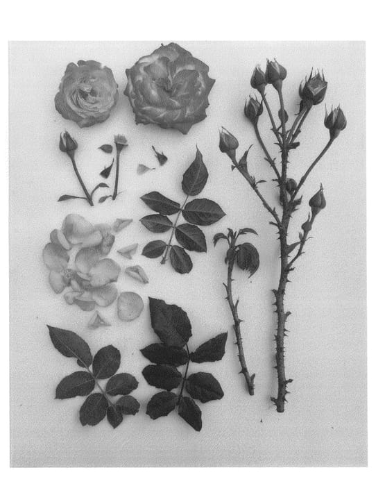 Figure 1 of US plant patent PP24657, the photograph of Poulcas040 printed in the patent.