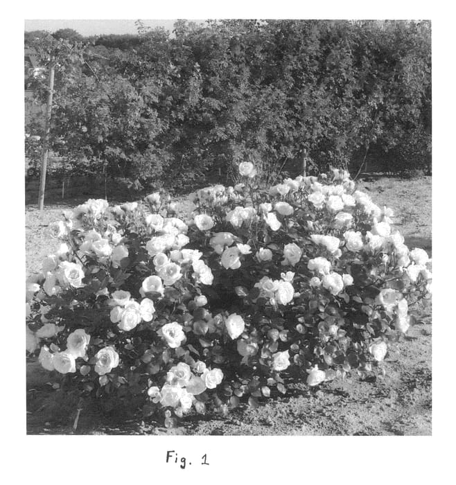 Figure 1 of US plant patent PP24658, the photograph of Evanrat printed in the patent.