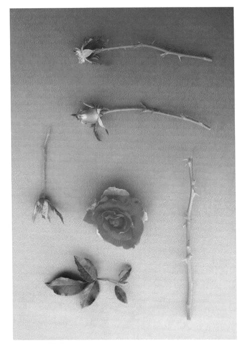 Figure 1 of US plant patent PP24659, the photograph of Pat's Pink printed in the patent.