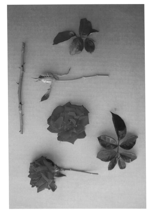 Figure 1 of US plant patent PP24660, the photograph of Isle of View printed in the patent.