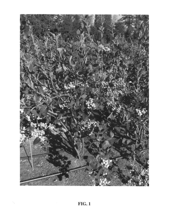 Figure 1 of US plant patent PP24661, the photograph of Cargo printed in the patent.