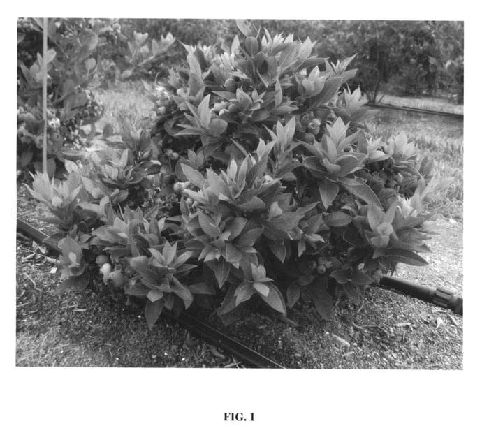 Figure 1 of US plant patent PP24662, the photograph of ZF06-179 printed in the patent.