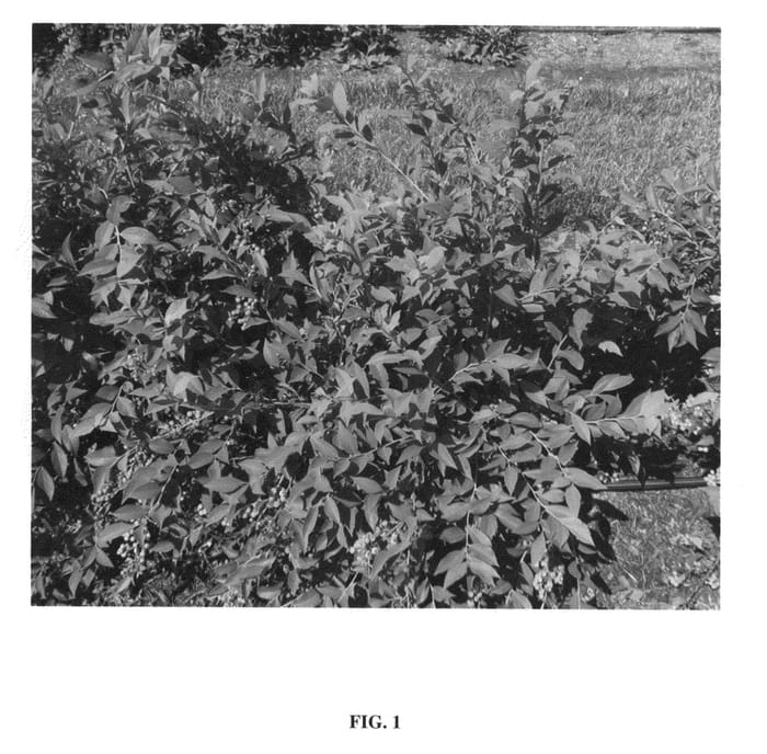 Figure 1 of US plant patent PP24663, the photograph of Overtime printed in the patent.