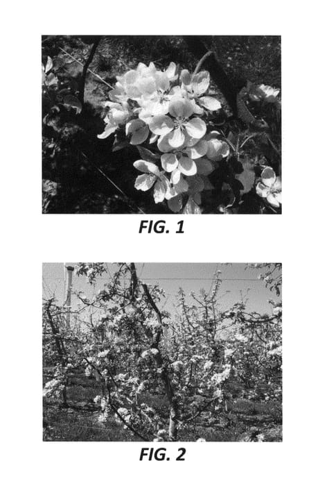 Figure 1 of US plant patent PP24664, the photograph of Foxtrot printed in the patent.