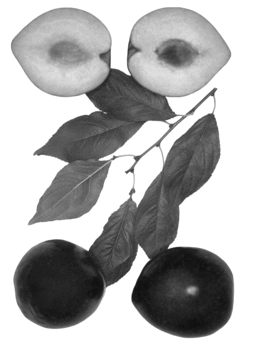 Figure 1 of US plant patent PP24665, the photograph of Autumn Bliss printed in the patent.