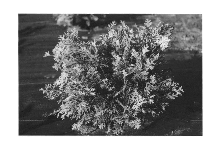 Figure 1 of US plant patent PP24666, the photograph of Conschlecht printed in the patent.