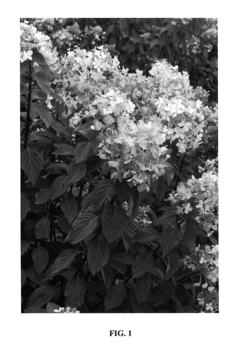 Figure 1 of US plant patent PP24667, the photograph of RENDIA printed in the patent.