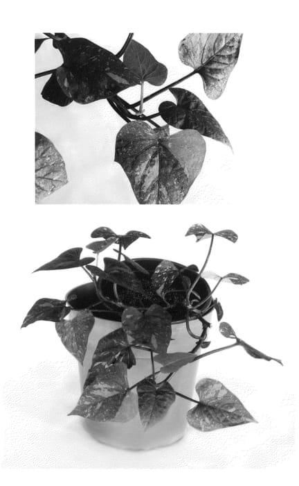 Figure 1 of US plant patent PP24668, the photograph of Grand Marble printed in the patent.