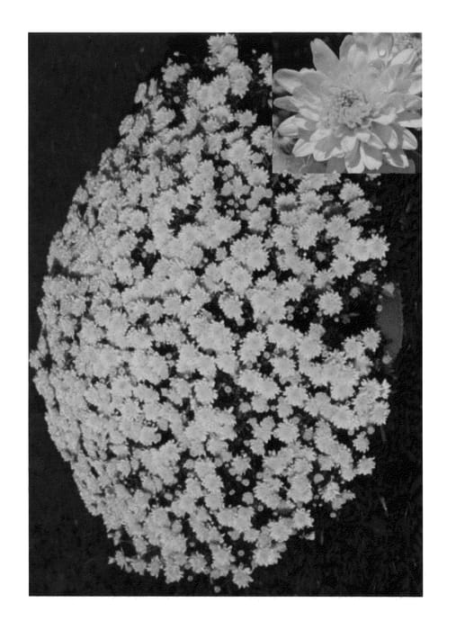 Figure 1 of US plant patent PP24669, the photograph of CIFZ0009 printed in the patent.
