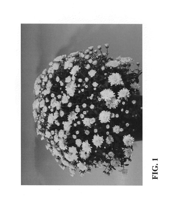 Figure 1 of US plant patent PP24670, the photograph of Zanmuday printed in the patent.