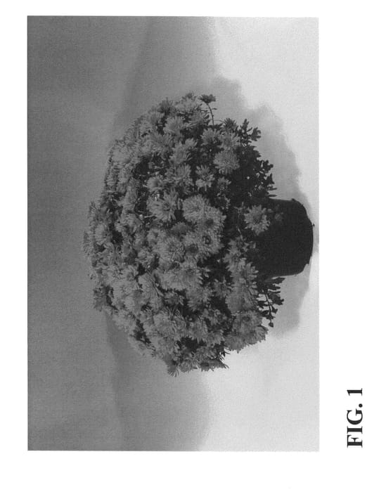 Figure 1 of US plant patent PP24671, the photograph of Zanmurageous printed in the patent.