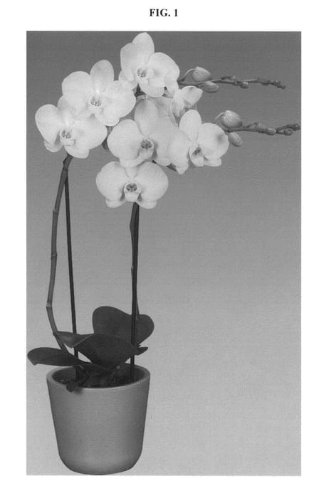 Figure 1 of US plant patent PP24672, the photograph of FLOR154934 printed in the patent.