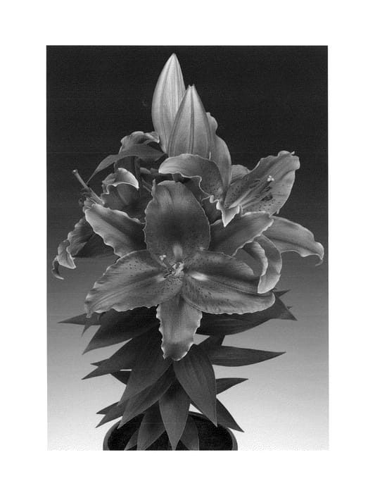 Figure 1 of US plant patent PP24673, the photograph of Sunny Martinique printed in the patent.