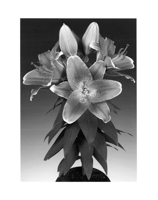 Figure 1 of US plant patent PP24674, the photograph of Sunny Robyn printed in the patent.