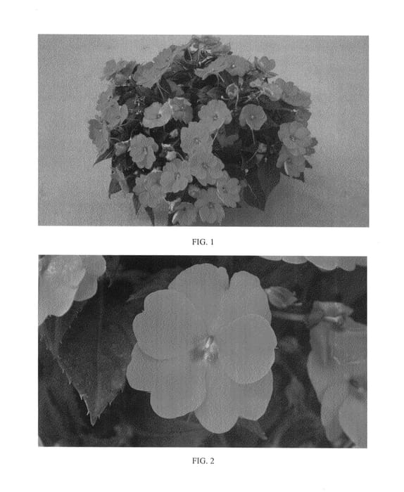 Figure 1 of US plant patent PP24675, the photograph of SAKIMP025 printed in the patent.