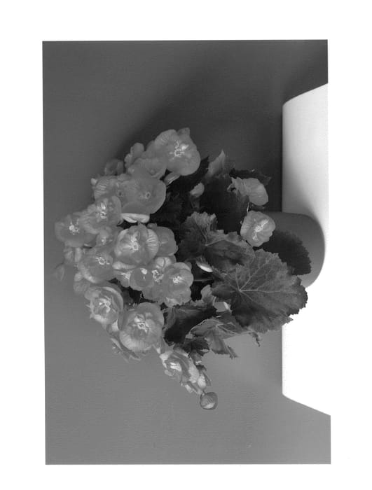 Figure 1 of US plant patent PP24676, the photograph of KRSSUSA01 printed in the patent.