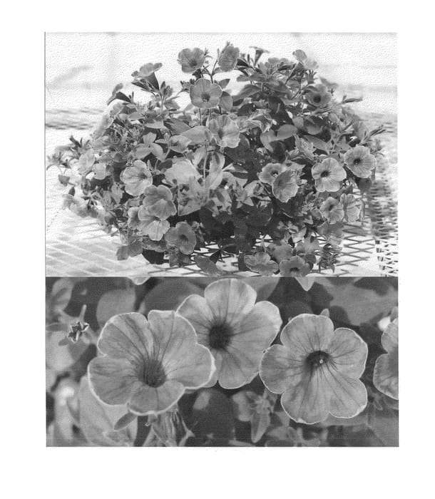 Figure 1 of US plant patent PP24677, the photograph of Sunsurf Midopin printed in the patent.