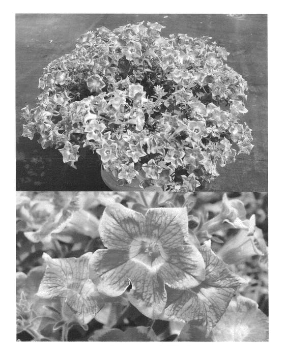 Figure 1 of US plant patent PP24678, the photograph of Sunsurf Suika printed in the patent.