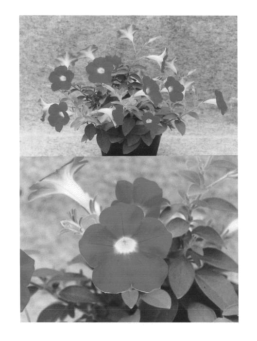 Figure 1 of US plant patent PP24679, the photograph of Sunsurf Piusa printed in the patent.