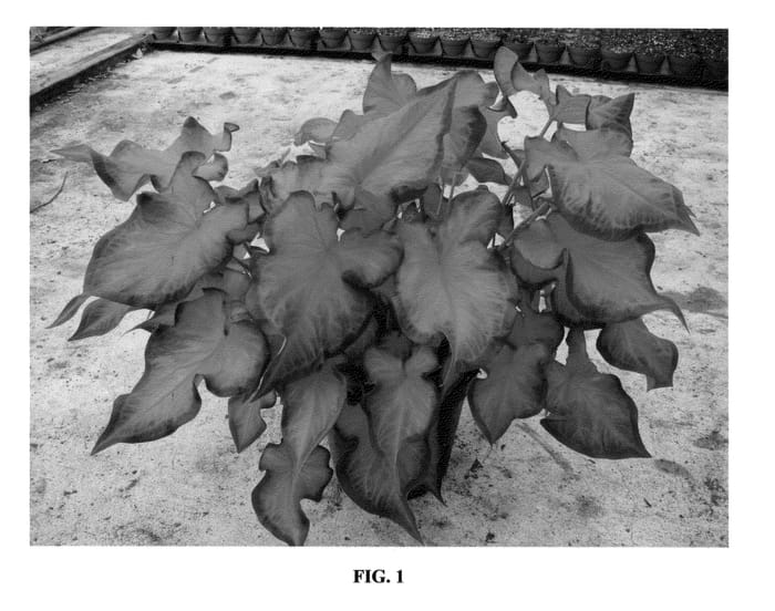 Figure 1 of US plant patent PP24680, the photograph of UF 44-4 printed in the patent.
