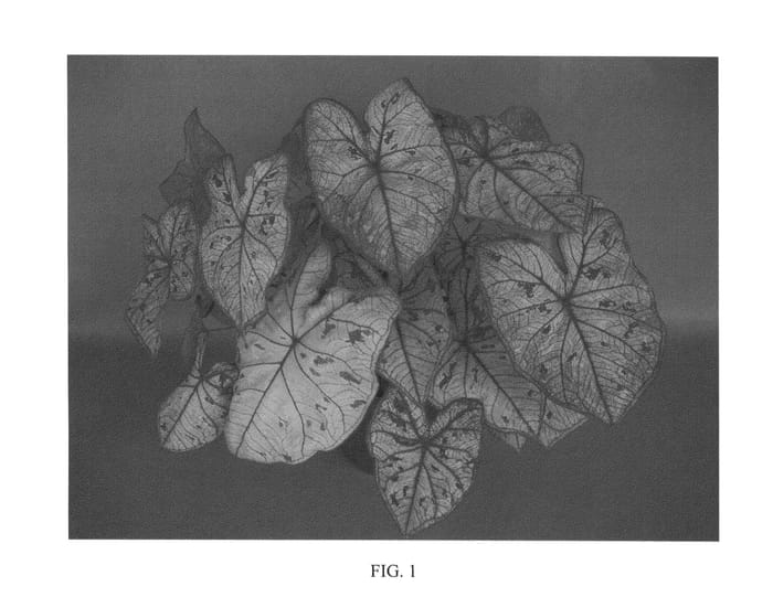 Figure 1 of US plant patent PP24681, the photograph of UF-85-5 printed in the patent.